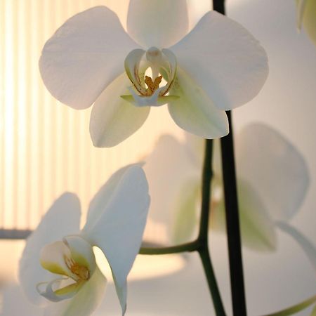 Maree Hotel เชเซนาติโก ภายนอก รูปภาพ